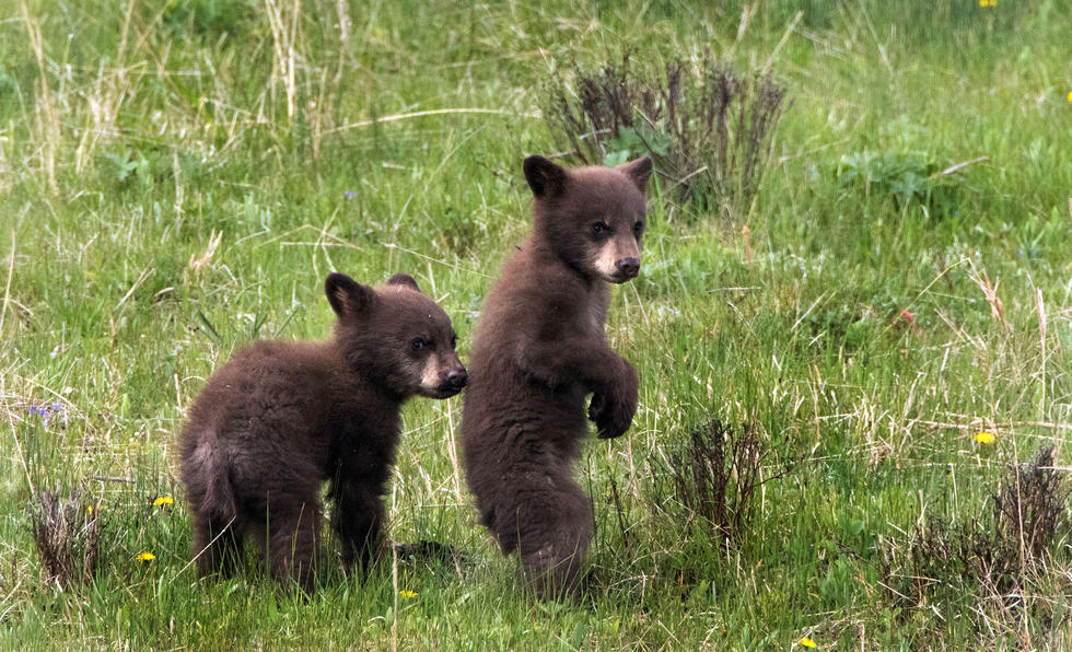 兩只萌噠噠的小熊在一顆大樹下玩躲貓貓，一會突然跳出來嚇唬對方，一會對著彼此做鬼臉，逗趣模樣讓人忍不住捧腹大笑。