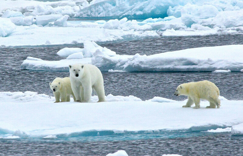 北極熊寶寶突然向后滑倒，摔了個四腳朝天