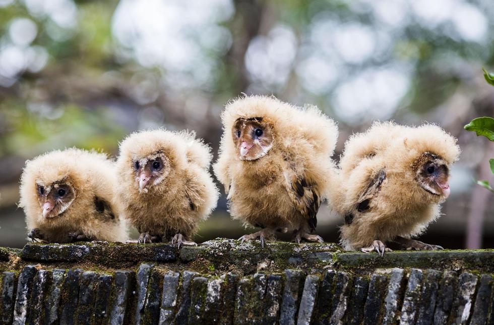 日前，九江市都昌縣蔡嶺鎮(zhèn)的曹女士上山采茶籽時，撿到5只可愛的雛鳥。經(jīng)野保工作人員鑒定，這5只雛鳥為國家二級野生保護動物猴面鷹，目前已被送往鳥類保護組織進行救護。