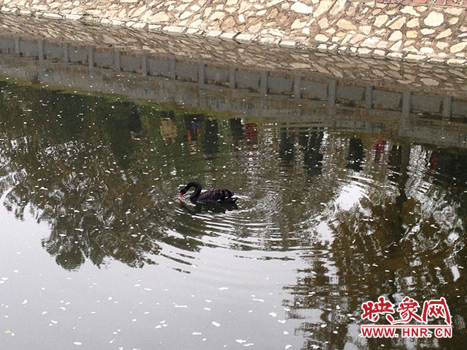 受傷的黑天鵝迫降鄭州金水河。