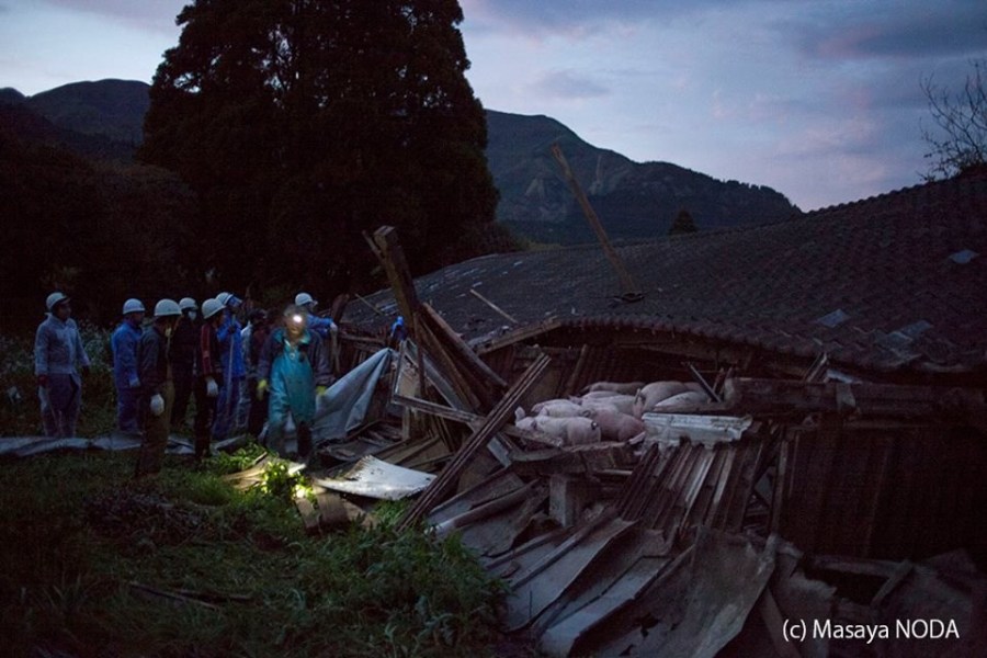 熊本地震后現“豬堅強” 救出后被送屠宰場