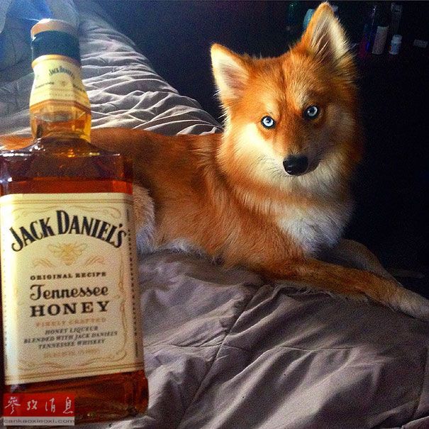 狐貍還是狗？藍(lán)眼睛萌寵走紅網(wǎng)絡(luò)