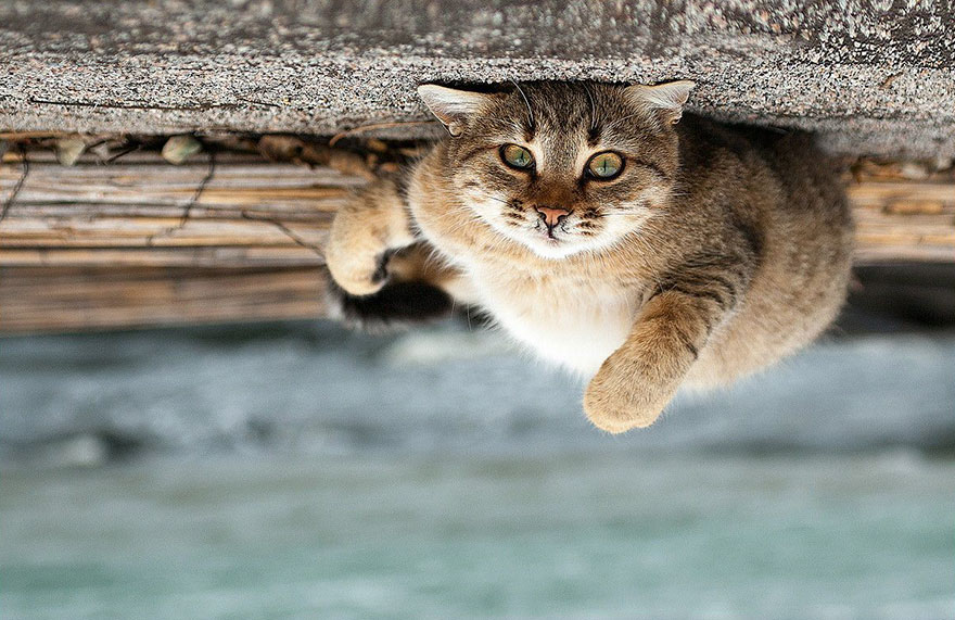 它們都是表情帝！一組不可思議的動物肖像