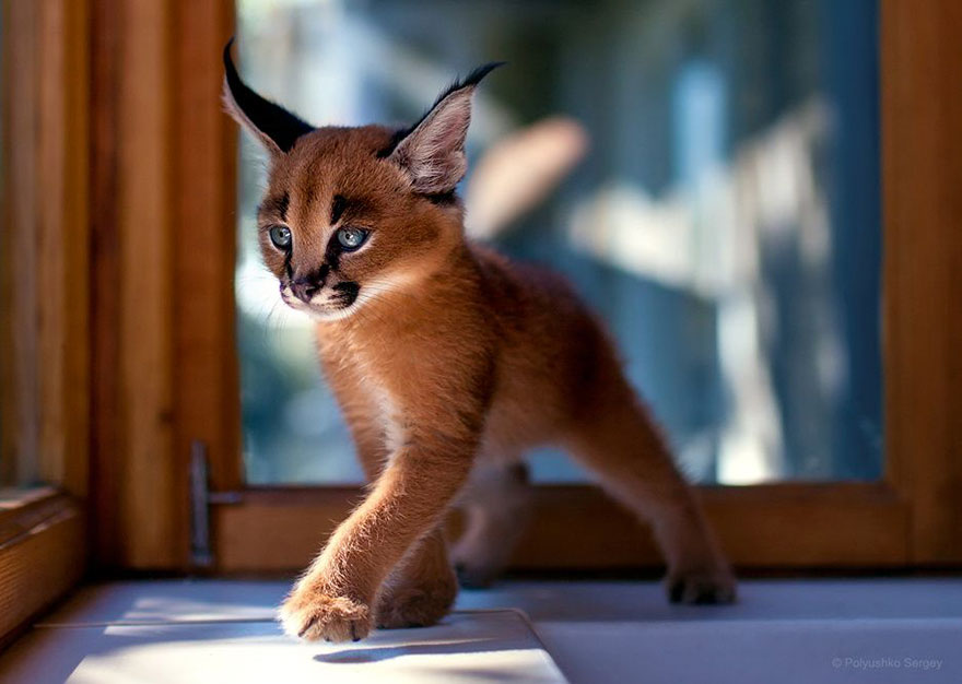 它們都是表情帝！一組不可思議的動物肖像
