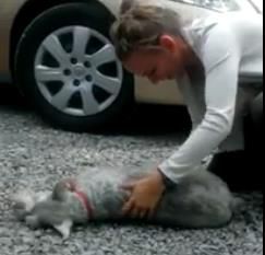 美國(guó)萌狗2年后重見主人因開心過度昏倒(圖)