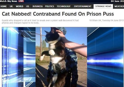 資料圖：2013年，俄羅斯獄警也曾抓獲身負(fù)手機(jī)和充電寶的貓，它本想混進(jìn)俄羅斯科密地區(qū)一座監(jiān)獄