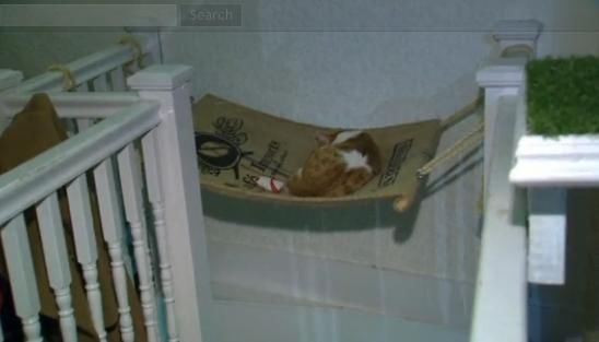 圖為加拿大首家貓咪咖啡館。