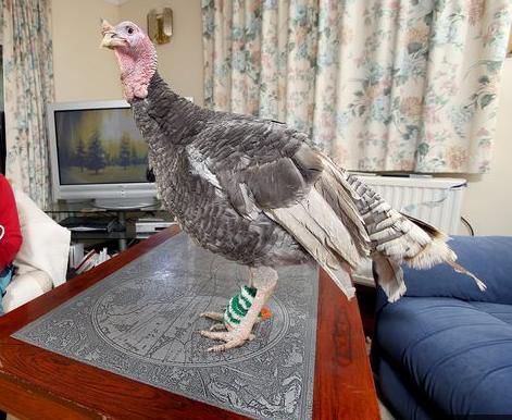 “好命”火雞不用上餐桌：愛(ài)穿美衣染指甲油（圖）