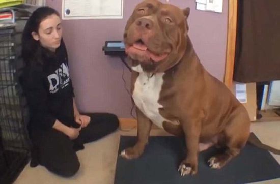 “浩克”體重約79公斤，或為世界最胖頭牛犬