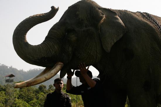 圖為大象巡邏隊里的大象。來源：法新社。