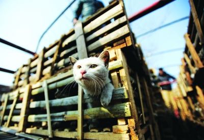 貨車上被販運(yùn)的貓。 記者陳亮 攝