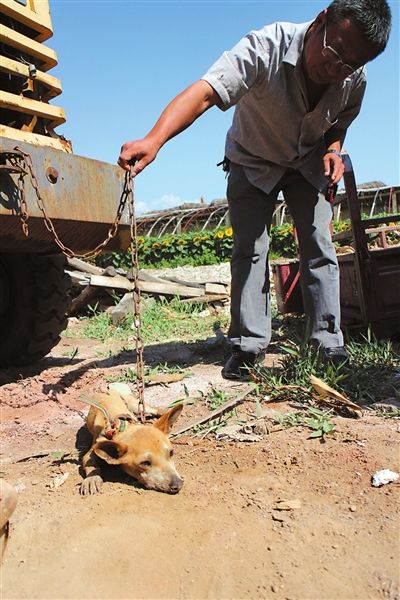 西夏區(qū)農(nóng)牧局工作人員在仔細觀察該動物。