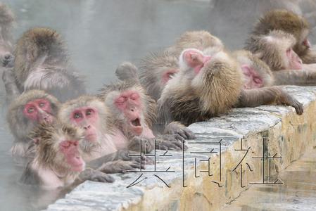 北海道群猴享受溫泉 泡溫泉過多致體毛脫落 北海道群猴享受溫泉 泡溫泉過多致體毛脫落