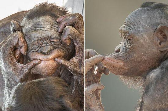 黑猩猩擺各種姿勢拍照。