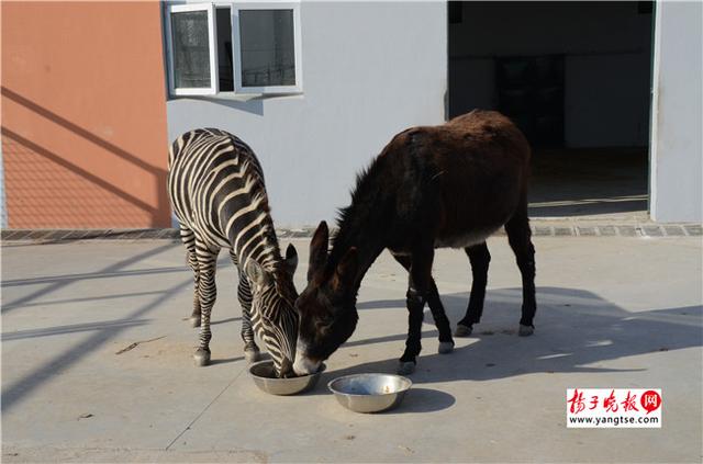 圖斑馬和驢子在一起共同進(jìn)食。