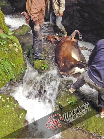 黃牛掉到懸崖下的小溪中。 黃牛掉到懸崖下的小溪中。
