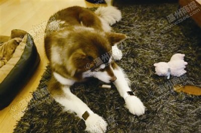 說到蘋果表，昨天的網友大為感嘆：人比人，氣死人了。不！是人比狗，氣死人。