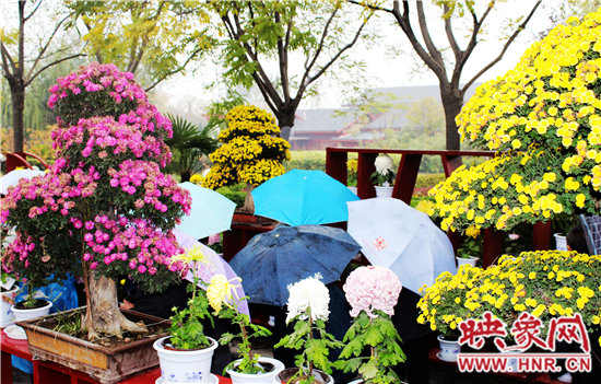 天好、花美 中國開封第32屆菊花文化節(jié)延長一周