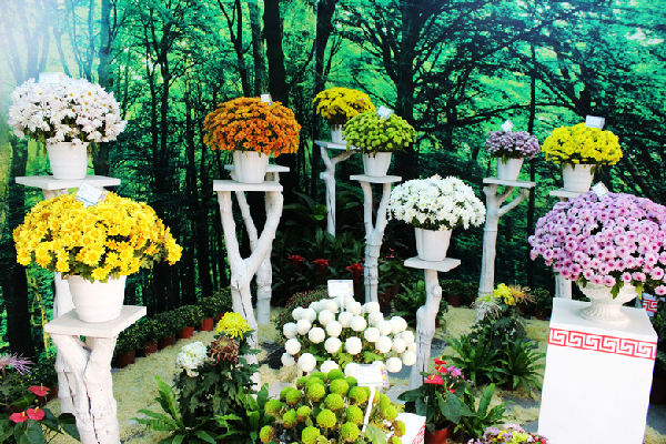 中國(開封)第32屆菊花文化節(jié)圓滿落下帷幕 中國(開封)第32屆菊花文化節(jié)圓滿落下帷幕