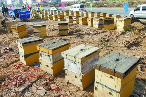 這些蜜蜂箱沿路依次擺放,綿延近千米。