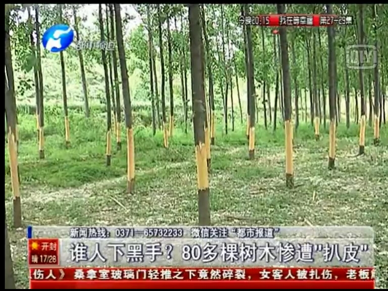 80多棵樹被“扒皮” 誰痛下黑手？