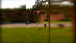 神勇松鼠從樓頂飛躍至大樹 起跳準(zhǔn)備動作太萌了