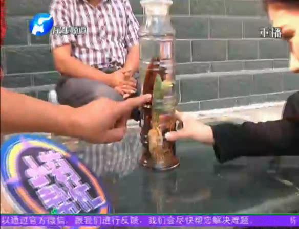 神奇！泡酒人參發(fā)芽長(zhǎng)樹葉