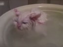 喜歡在盆里暖浴喵咪！這貨太懶了