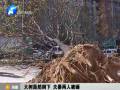 大樹(shù)轟然倒下 夫妻兩人被砸