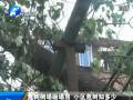 危樹(shù)倒塌砸民房 小區(qū)危樹(shù)知多少