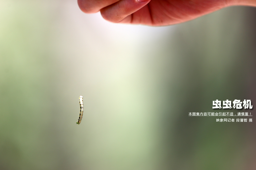 當(dāng)小蟲子從樹上垂絲而下懸在半空中時(shí)，給路上的行人帶來諸多不便