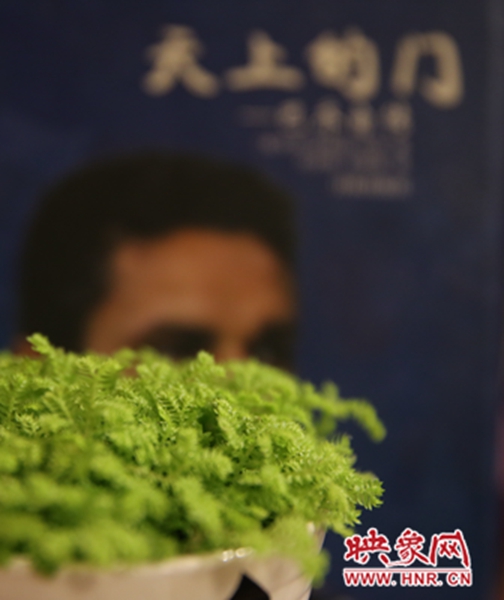 書架上精心布置的綠色植物。