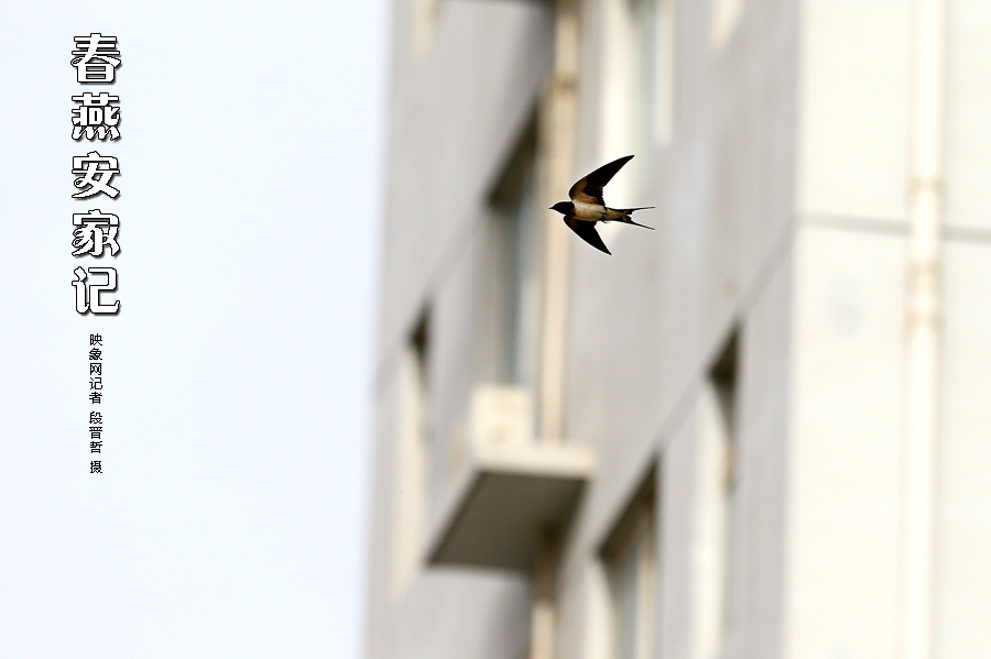 為了愛巢，每天奔波在樓宇間不斷努力