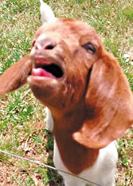 這只會說話的小山羊不斷發(fā)出類似“What”的聲音。