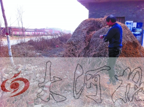 張哥、張弟就是在這兒撿到的投毒面包。